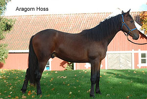 Aragorn Hoss