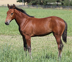 Arwen Hoss