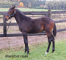 Blackfoot Hoss