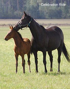 Celebration Ride & Zippo Hoss