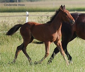 Cinderella Hoss