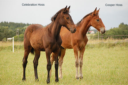 Celebration ja Cooper