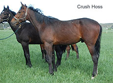 Crush Hoss