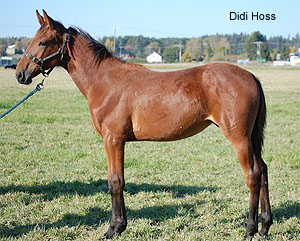 Didi Hoss