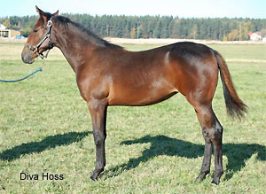 Diva Hoss