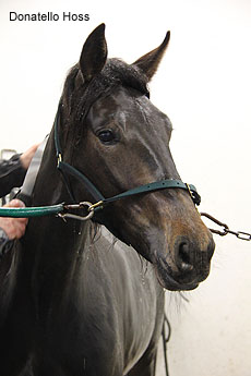 Donatello Hoss