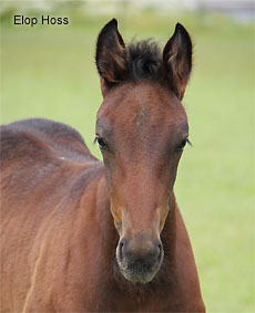 Elop Hoss