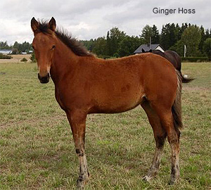 Ginger Hoss