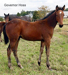 Governor Hoss