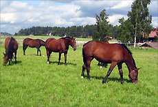 Tammalaidun 2004
