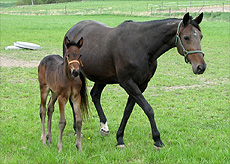Do Si Do Hanover ja Yalumba Hoss