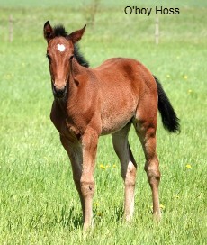 O'Boy Hoss