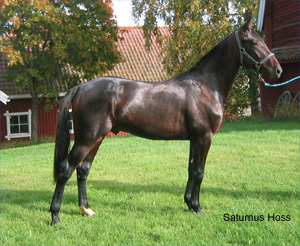 Saturnus Hoss