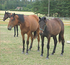 Tiffany-Twilight-Target kes�ll� 2006