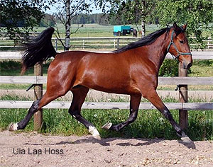 Ula Laa Hoss