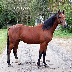 U-Turn Hoss
