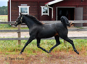 U-Two Hoss