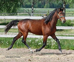 Valiant Hoss