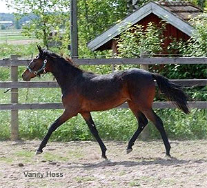 Vanity Hoss