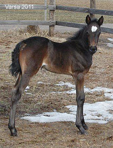 Arien Hoss