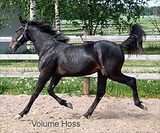 Volume Hoss