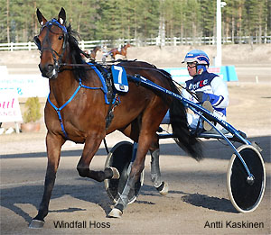 Windfall Hoss - kuva Antti Kaskinen