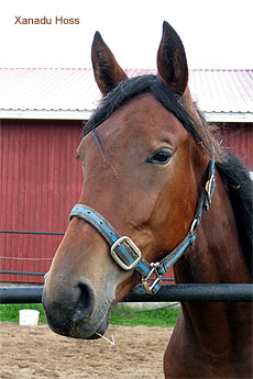 Xanadu Hoss
