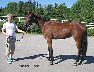 Xanadu Hoss - Tommi Kylli�inen