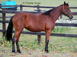 X-Treme Hoss