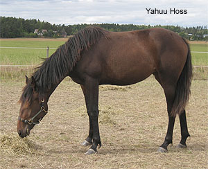 Yahuu Hoss