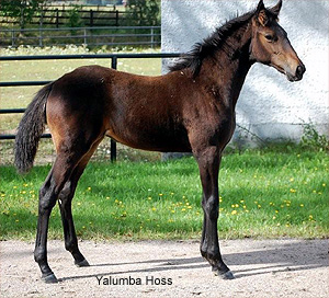 Yalumba Hoss