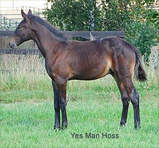 Yes Man Hoss