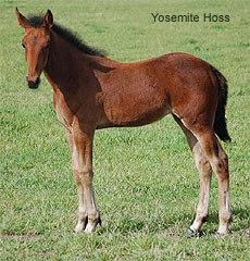 Yosemite Hoss