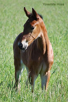 Yosemite Hoss