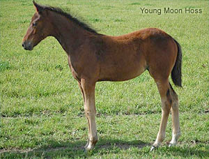 Young Moon Hoss