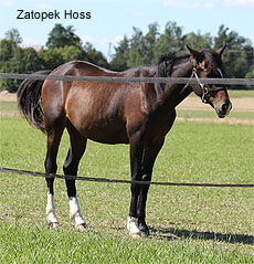 Zatopek Hoss