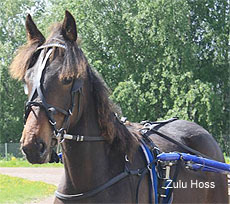 Zulu Hoss