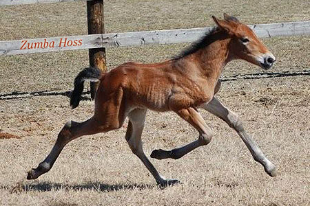 Zumba Hoss