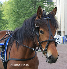Zumba Hoss