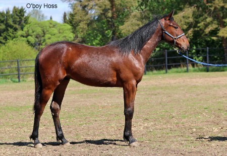 O'boy Hoss