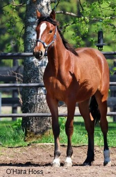 O'Hara Hoss